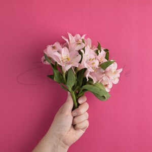 Hand Holding Pink Flowers Stock Image Photography