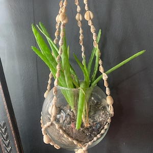 Aloe