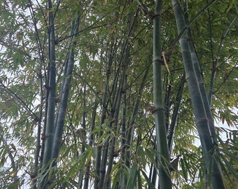 Long Green Bamboo Pole