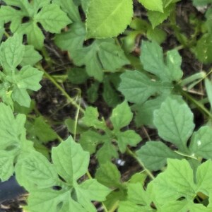 May include: A cluster of vibrant green leaves with distinct lobed edges and serrated margins. The foliage displays various shades of light and medium green, with visible veins running through the thin, textured leaf surfaces in a dense arrangement.