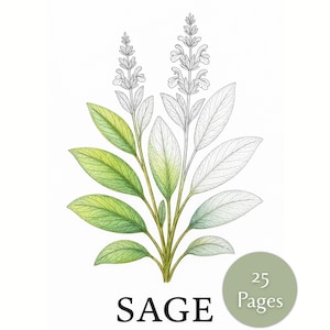 Herb Coloring Pages – Nature Study, Homeschool Printable, Forest School Botany Activity, Educational Plant Coloring Pages