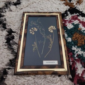 May include: A framed botanical print featuring dried flowers against a dark blue background. The frame has a brown and gold finish. The print is labeled "Andromeda" in a small white rectangle.