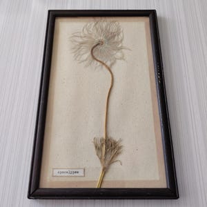 May include: Framed botanical art featuring a dried flower with a feathery bloom and a long stem. The flower is set against a beige background within a dark brown wooden frame. The word "Apocalypse" is printed on a small label.