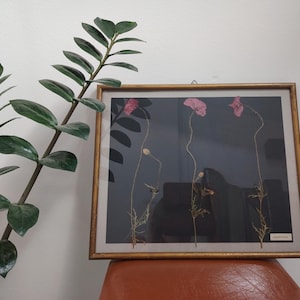 Vintage lijst met gedroogde bloemen &quot;Klaprozen&quot;