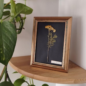 May include: A framed botanical print featuring dried yellow flowers on a black background. The gold-toned frame sits on a wooden shelf, with a leafy green plant in the foreground. The text "look in hell" is visible.