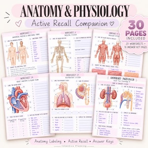 Peut inclure: Guide d'étude Anatomy & Physiology Active Recall Companion de 30 pages, incluant 20 fiches d'exercices et 10 corrigés. Les pages présentent des schémas annotés du squelette humain, du système musculaire, du cœur, du système respiratoire et urinaire.