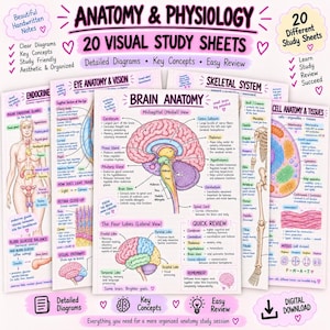 May include: A set of 20 anatomy and physiology visual study sheets featuring detailed diagrams and handwritten notes. The sheets cover topics including brain anatomy, the skeletal system, endocrine glands, and cell structures with clear labels.