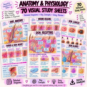 May include: A collection of 70 anatomy and physiology study sheets featuring detailed diagrams and text on topics including hair anatomy, wound healing, skin cancer, burns, skin injury, skin receptors, and skin glands with pink accents.