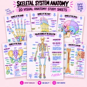 Puede incluir: Una colección de 20 hojas de estudio digitales tituladas Skeletal System Anatomy. Las hojas presentan diagramas coloridos y etiquetados del esqueleto humano, incluyendo la mano, el pie, el cráneo, la pelvis y la estructura de un hueso largo.
