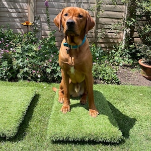 May include: A ginger dog wearing a blue collar sits on a square of artificial grass in a garden. A wooden fence and various plants form the backdrop. The dog is likely a Labrador or a similar breed, enjoying the sunshine.
