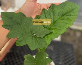 Syngonium Steyermarkii 1-10 plantas / Fitosanitaria gratuita