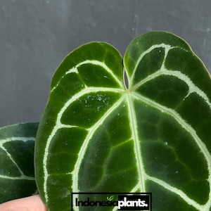 Anthurium Crystallinum Dunkel Form 1-50 Pflanzen | Phytosanitär frei