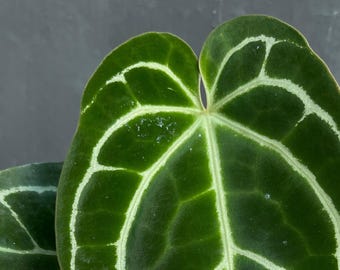 Anthurium Crystallinum Dark Form (1-50 plantas) / Fitosanitario gratuito
