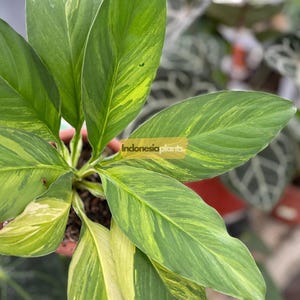 Puede incluir: Primer plano de una planta de interior con hojas grandes y abigarradas. Las hojas son principalmente verdes con vetas amarillas y crema. El texto "Indonesia plants" es visible en la imagen.