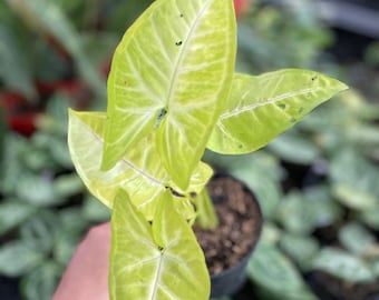 Singonio de lima soda 1-50 plantas / Fitosanitario gratuito