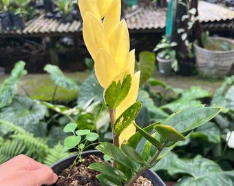 Zamioculcas zamiifolia black variegata rares plants - Etsy 日本