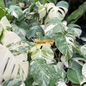 Monstera Deliciosa Variegated Albo 1-200 Plants | Free Phytosanitary