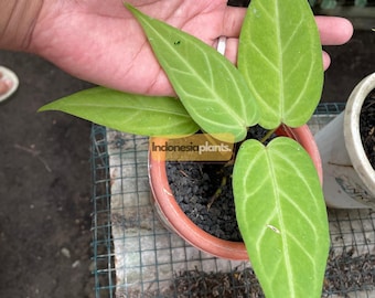 Anthurium Magnificum Golden | Free Phytosanitary