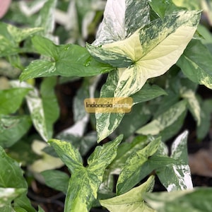 Syngonium Albo Variegated 1-200 Plants | Free Phytosanitary