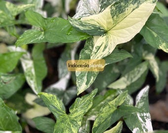 希少な斑入りシンゴニウム・ホワイトアルボ（Syngonium White Albo）の