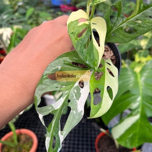 Monstera Adansonii Variegada Japón 1-200 Plantas / Fitosanitario Gratis