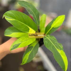 Philodendron Golden Goddess bonte 1-200 planten | Gratis fytosanitair
