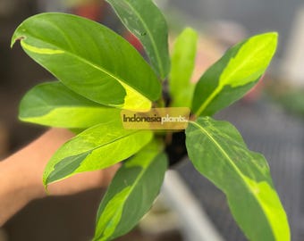 Philodendron Golden Goddess Variegated 1-200 Plants | Free Phytosanitary