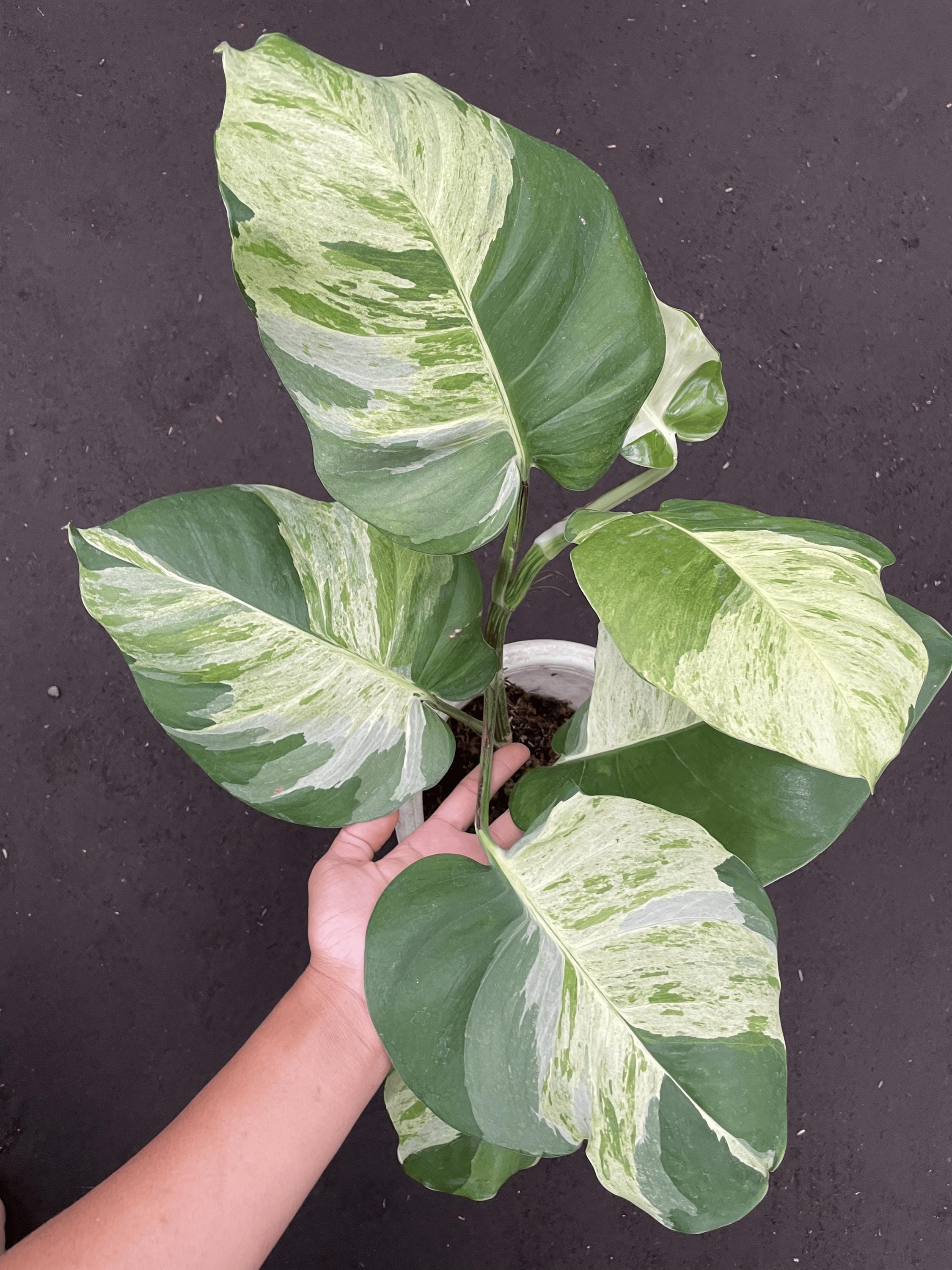 Manjula pothos - Etsy 日本