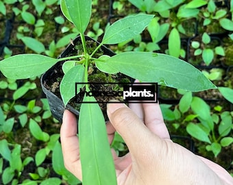 Anthurium Vittarifolium (1-50 plantas) / Fitosanitario gratuito