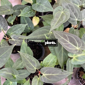 Anthurium Papillilaminum Hybrid Juvenile Wholesale 1-50 Plants | Free Phytosanitary