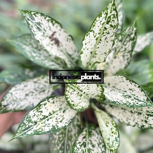 dracaena trifasciata Laurentii main image 0