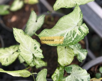 Syngonium Green Freckles 1-200 plantas / Fitosanitaria gratuita