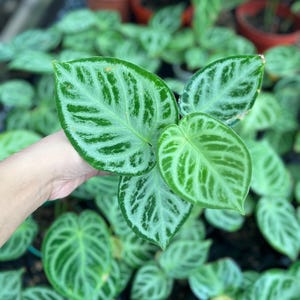 Anthurium Dorayaki silber 1-50 Pflanzen | Phytosanitär frei