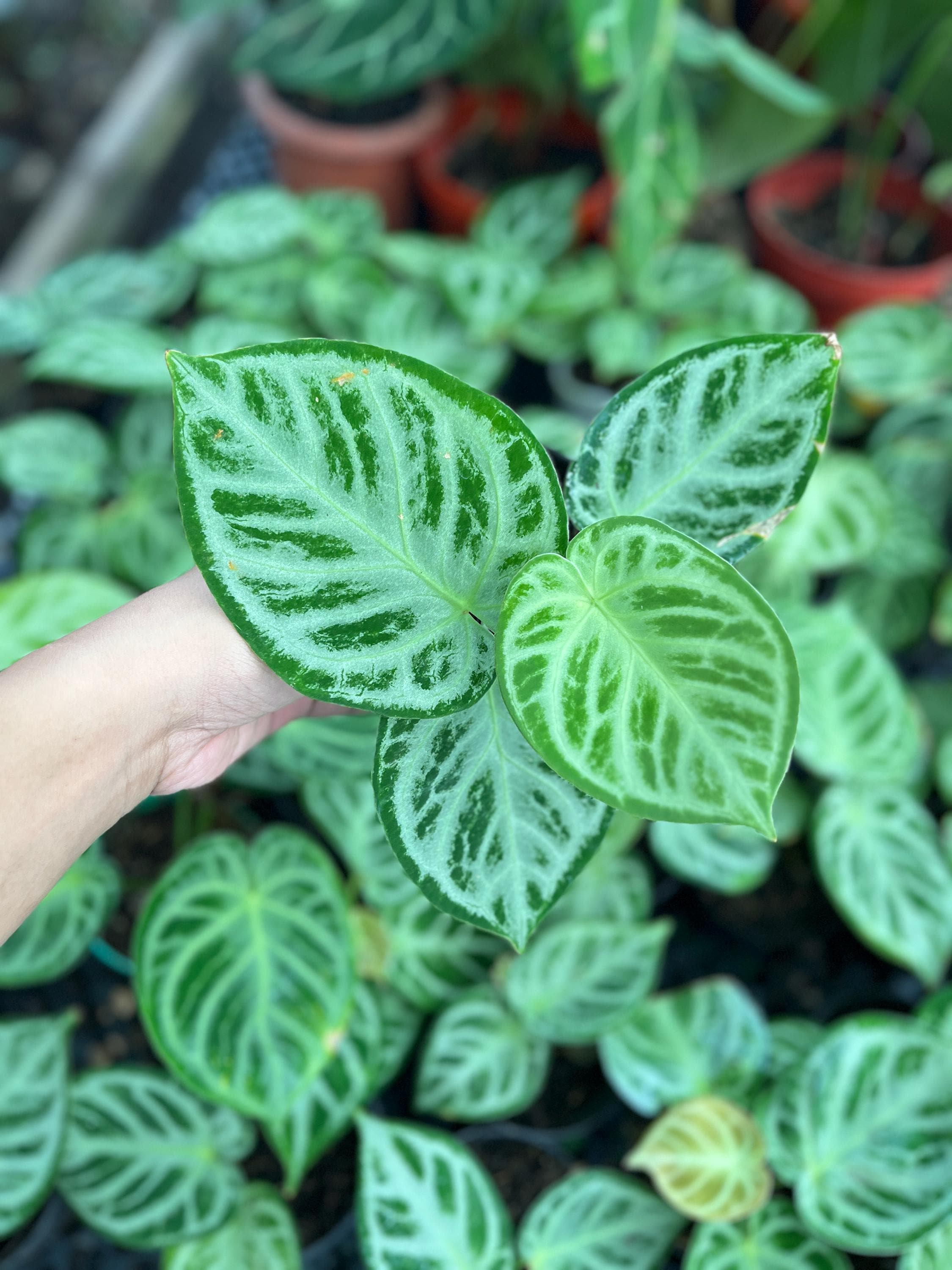 アンスリウム　シルバータイガー Keita | 🐯 Anthurium 'Silver Tiger'(clone) 🐯 その名の通り