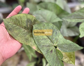 Syngonium Matcha Sprinkle 1-200 plantas / Fitosanitario gratuito