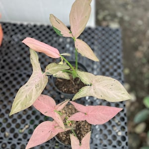 Syngonium Pink Emerald 1-50 Plants | Free Phytosanitary