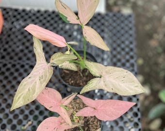 Syngonium Pink Emerald 1-50 plantas / Fitosanitaria gratuita