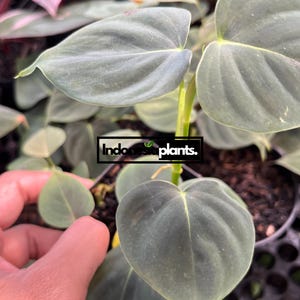 Philodendron Lupinum 1-50 Plants | Free Phytosanitary