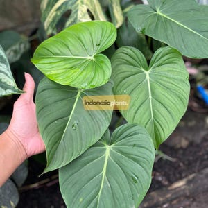 Philodendron McDowell 1-100 planten | Gratis fytosanitair