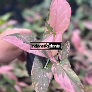Syngonium Pink Splash Dark 1-200 Plants | Free Phytosanitary
