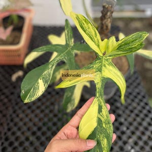 Philodendron Florida Beauty Rooted Cutting 1-300 Plants | Free Phytosanitary