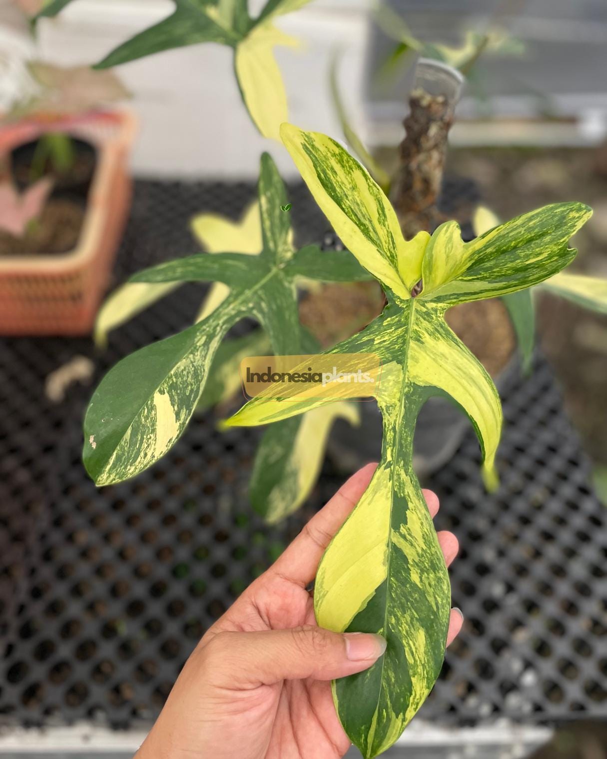 超絶希少❗️交配種❗️フィロデンドロン　フロリダビューティー×マヨイ✨ 超絶希少❗️交配種❗️フィロデンドロン フロリダビューティー