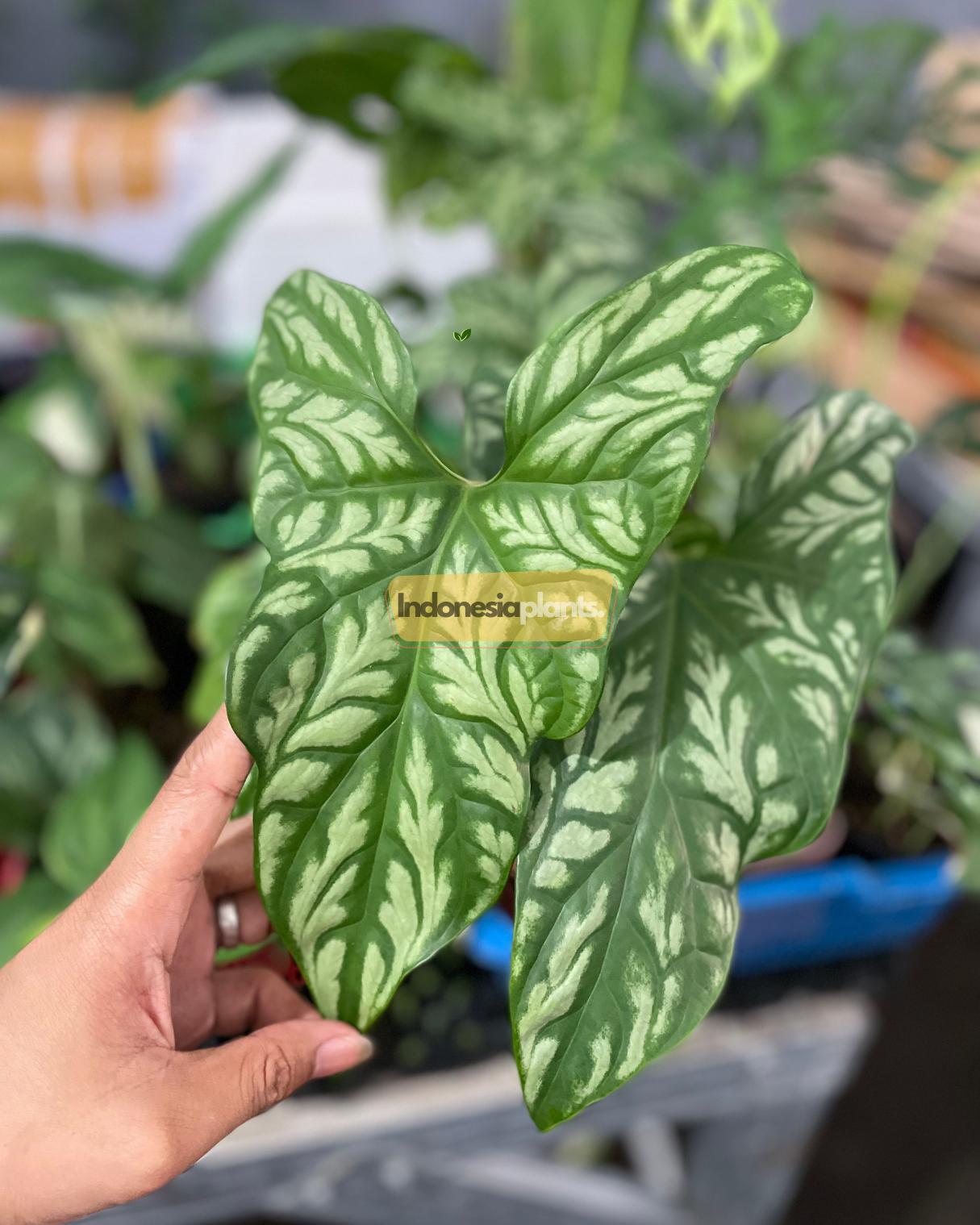 Cercestis mirabilis - Etsy 日本