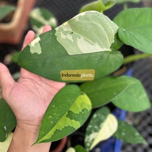 Syngonium Chiapense Variegated 1-200 Plants | Free Phytosanitary