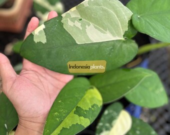 Syngonium Chiapense Variegado 1-200 Plantas / Fitosanitario Gratis