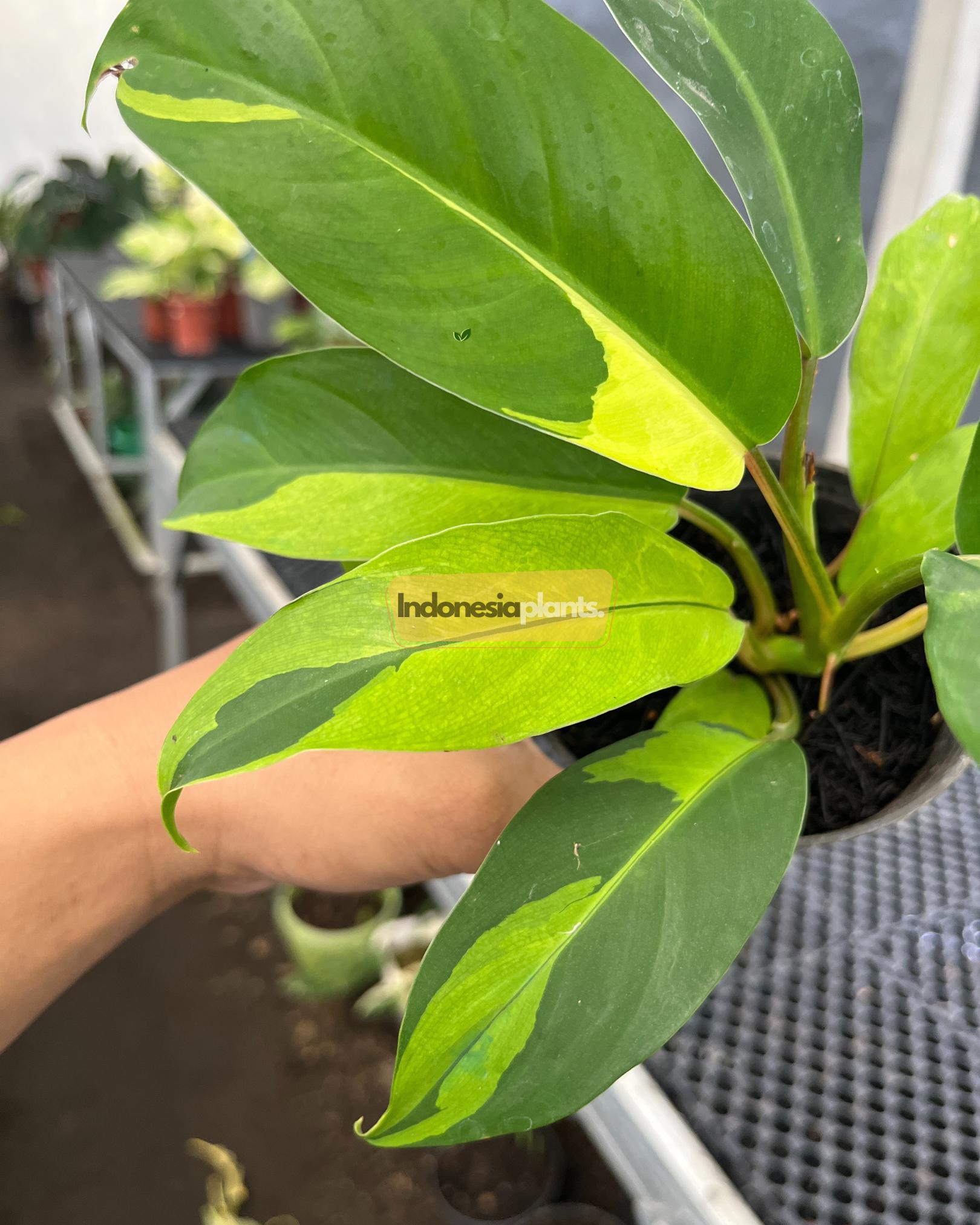 Philodendron Golden Goddess Variegated 1-200 Plants | Free Phytosanitary -  Etsy Israel