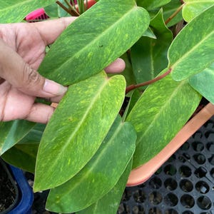 Philodendron Painted Lady 1-300 Plants | Free Phytosanitary