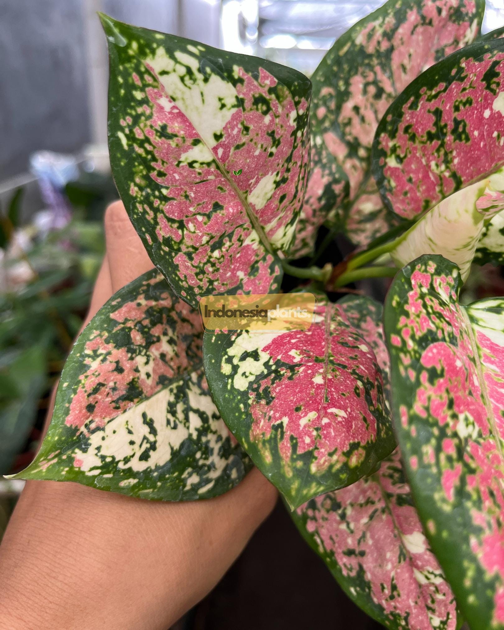 Aglaonema pictum tricolorANDAMAN（アグラオネマ） How to Grow and Care for Aglaonema Pictum Tricolor