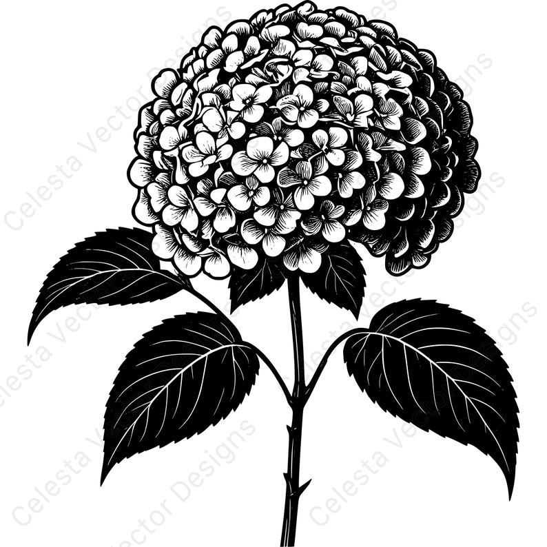 Hydrangea Flower Vector Clipart - 4 Digital Download Images for Cricut ...