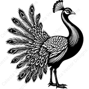 Peacock vector clipart digital download - 4 images in svg, png, jpg, pdf, eps for cricut and silhouette projects